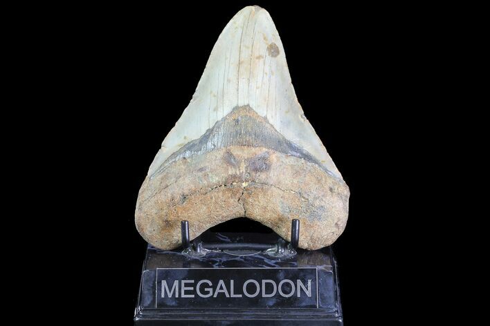 Bargain, Megalodon Tooth - North Carolina #84001
